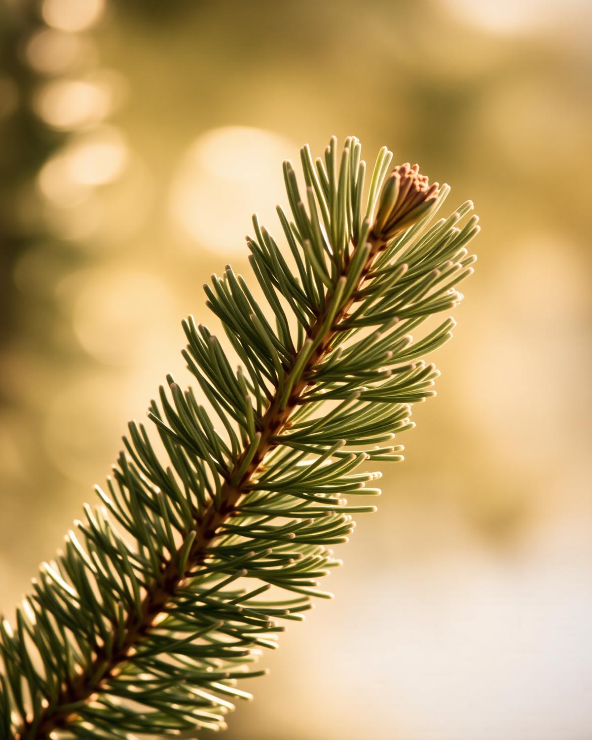 Sunlit pine branch in the North Idaho woods